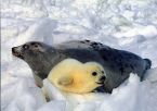 Гренландский тюлень. С мамой.