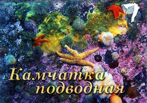 Камчатка подводная. Набор 22 открыток. ― PopCards.ru